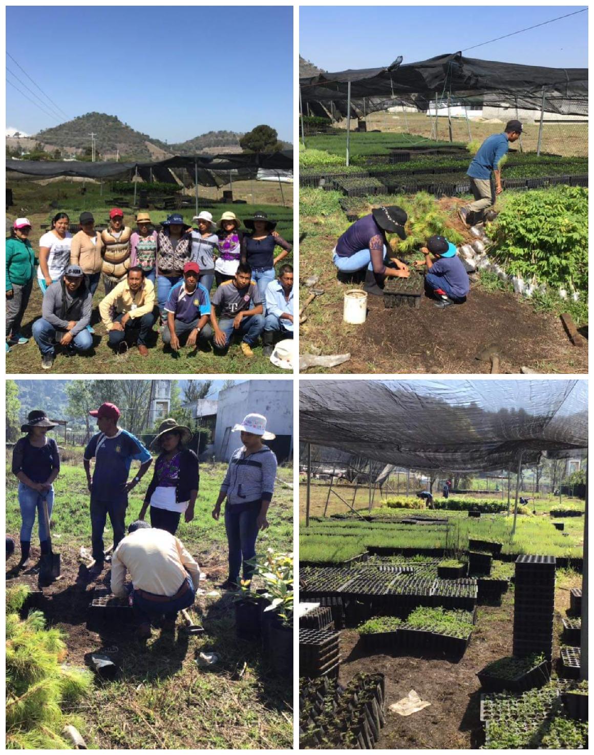 campaña de reforestacion