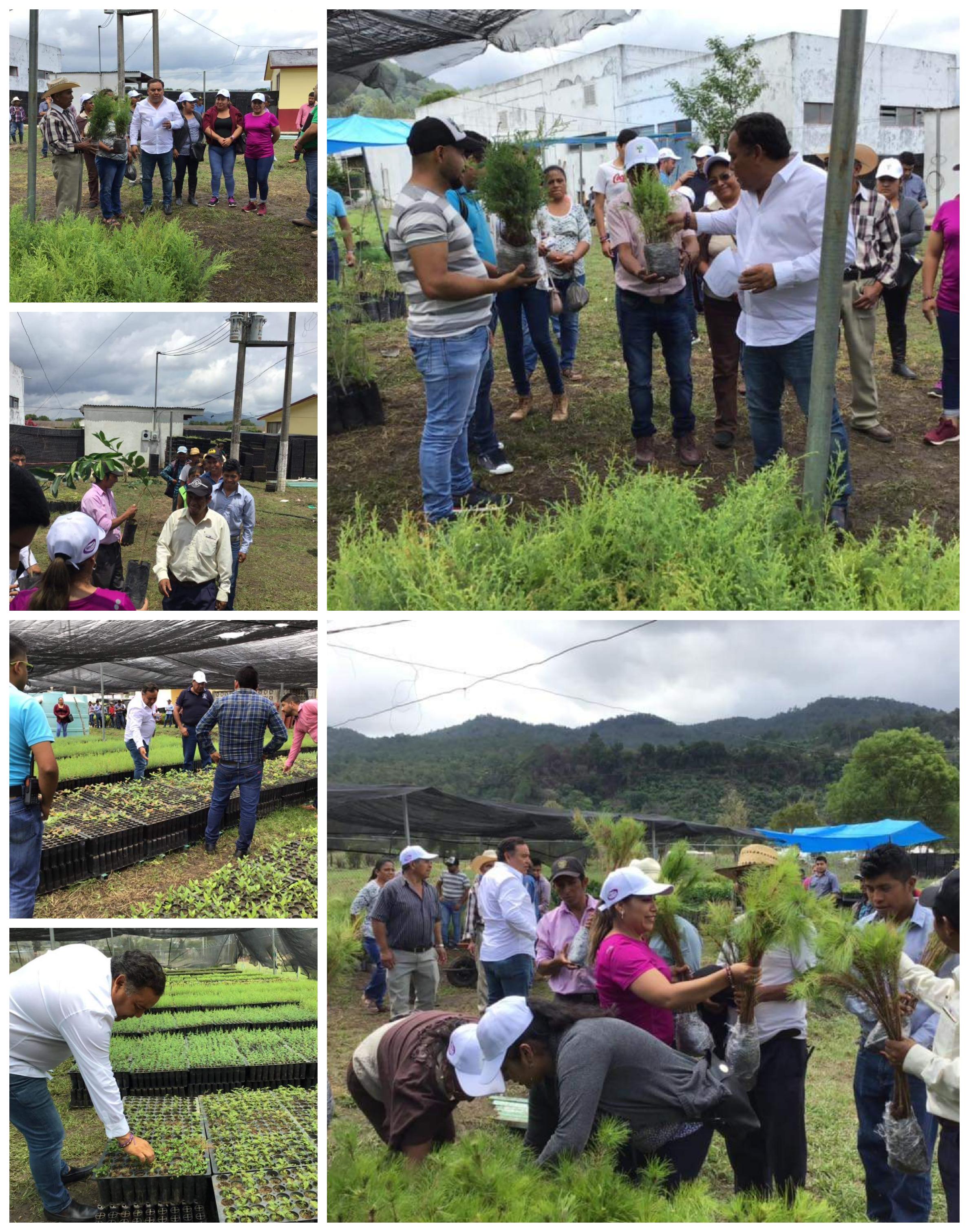 Conclusión de Entrega de mas de 7650 arboles Reforestados